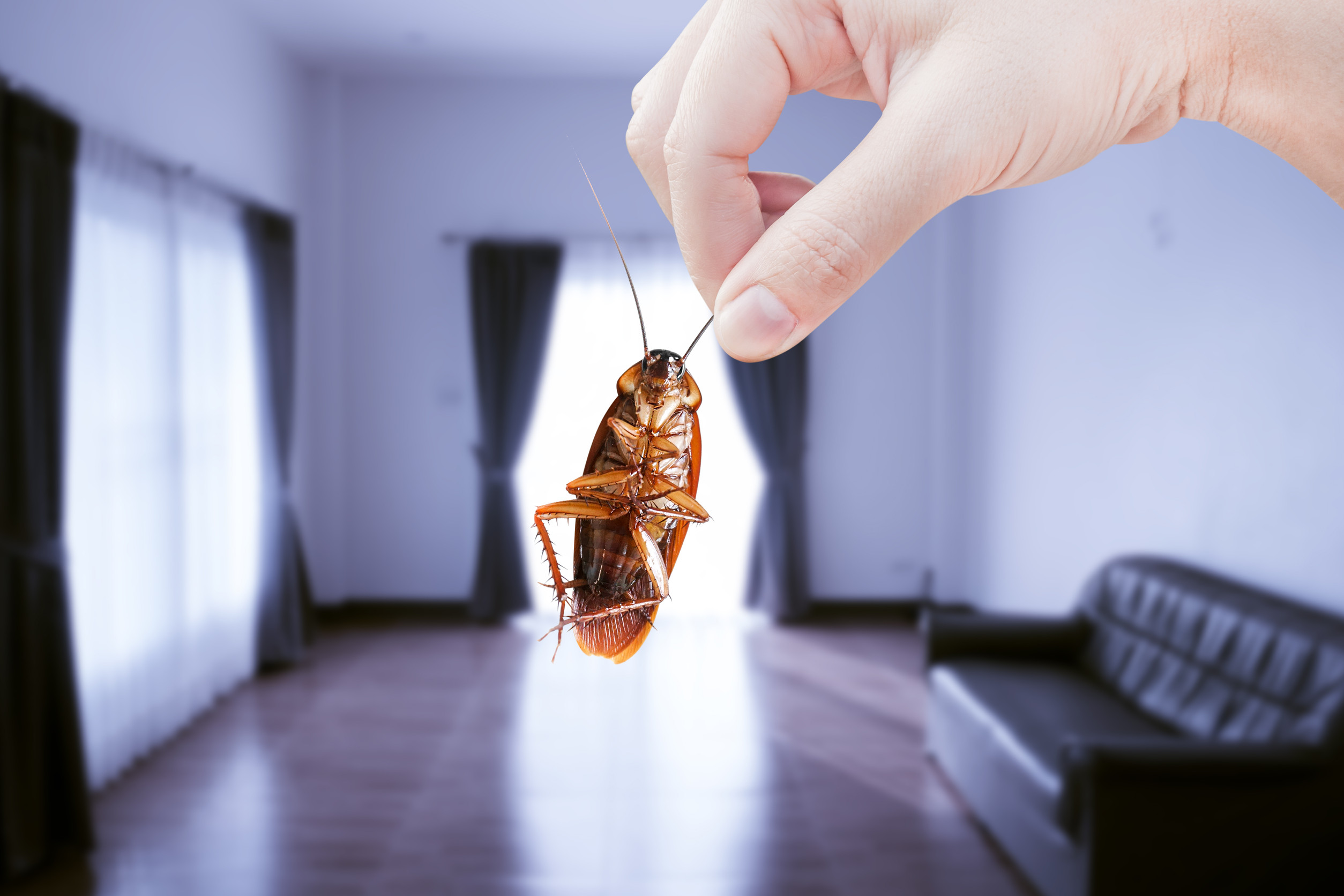 Pest Hotspots 5 Home Items Attracting Pests to Your Kids Space