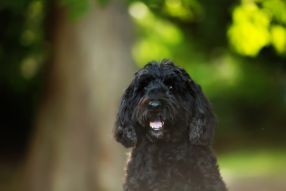 non-shedding dog breeds - Portuguese Water Dog