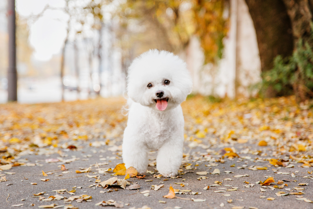 non-shedding dog breeds - Bichon Frise