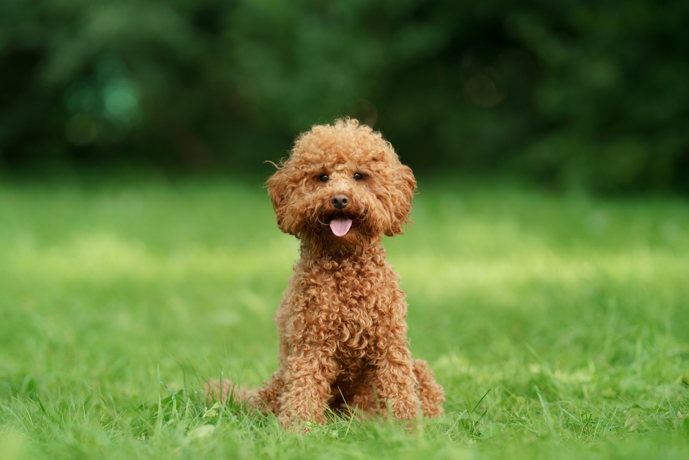 non-shedding dog breeds - Poodle