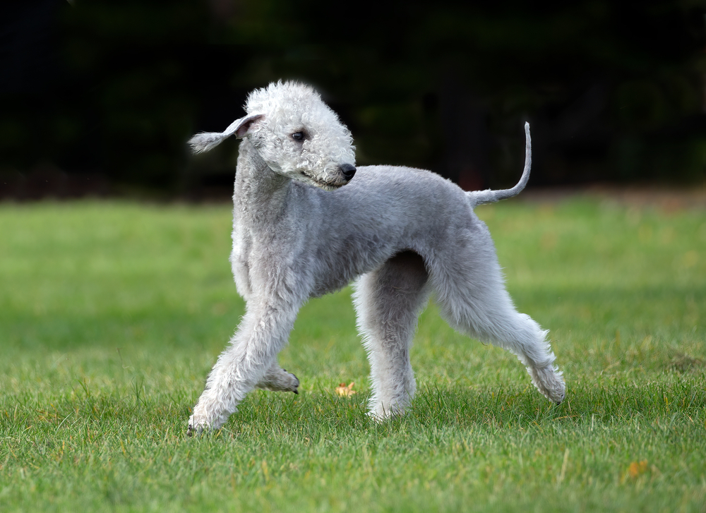 non-shedding dog breeds - Bedlington Terrier