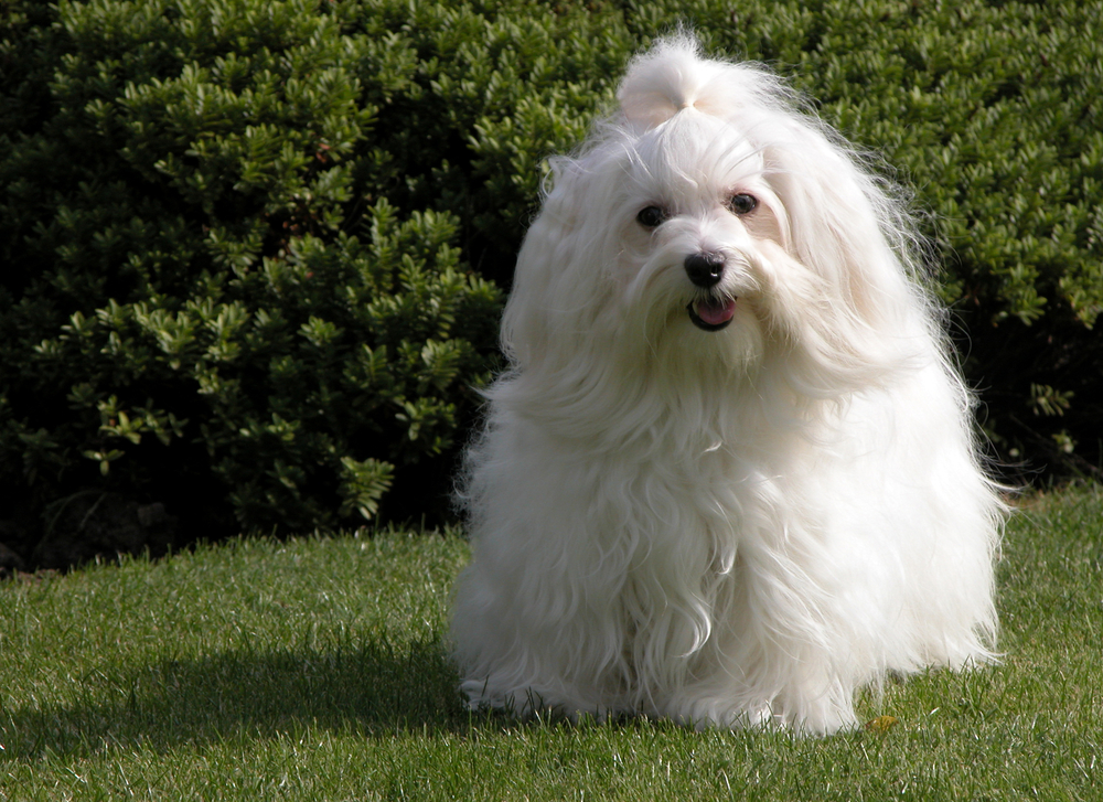 non-shedding dog breeds - Havanese