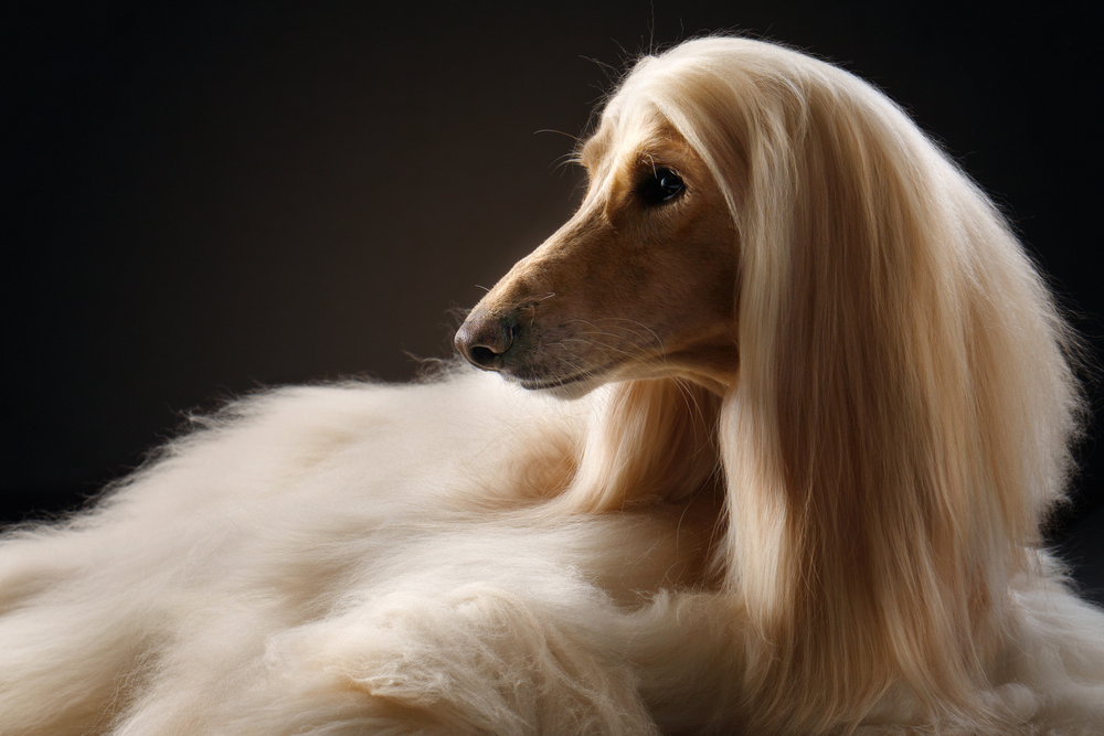 non-shedding dog breeds - Afghan Hound