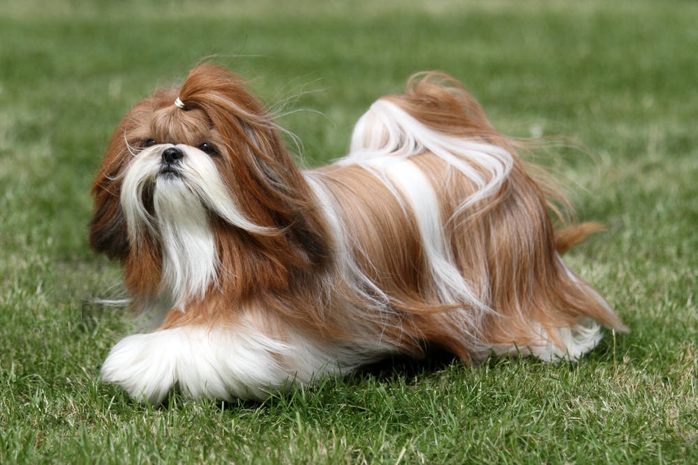 non-shedding dog breeds - Shih Tzu