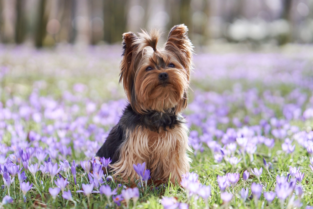 non-shedding dog breeds - Yorkshire Terrier