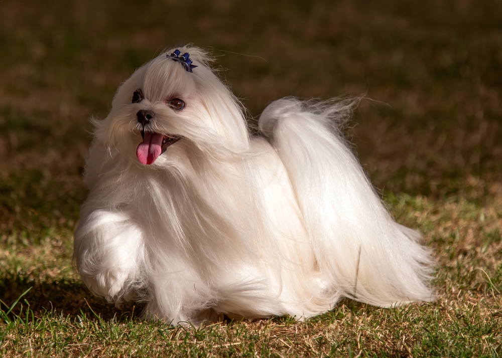 non-shedding dog breeds - Maltese