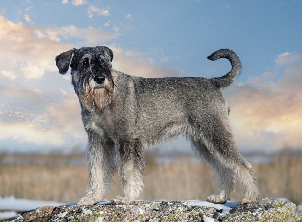 non-shedding dog breeds - Schnauzer