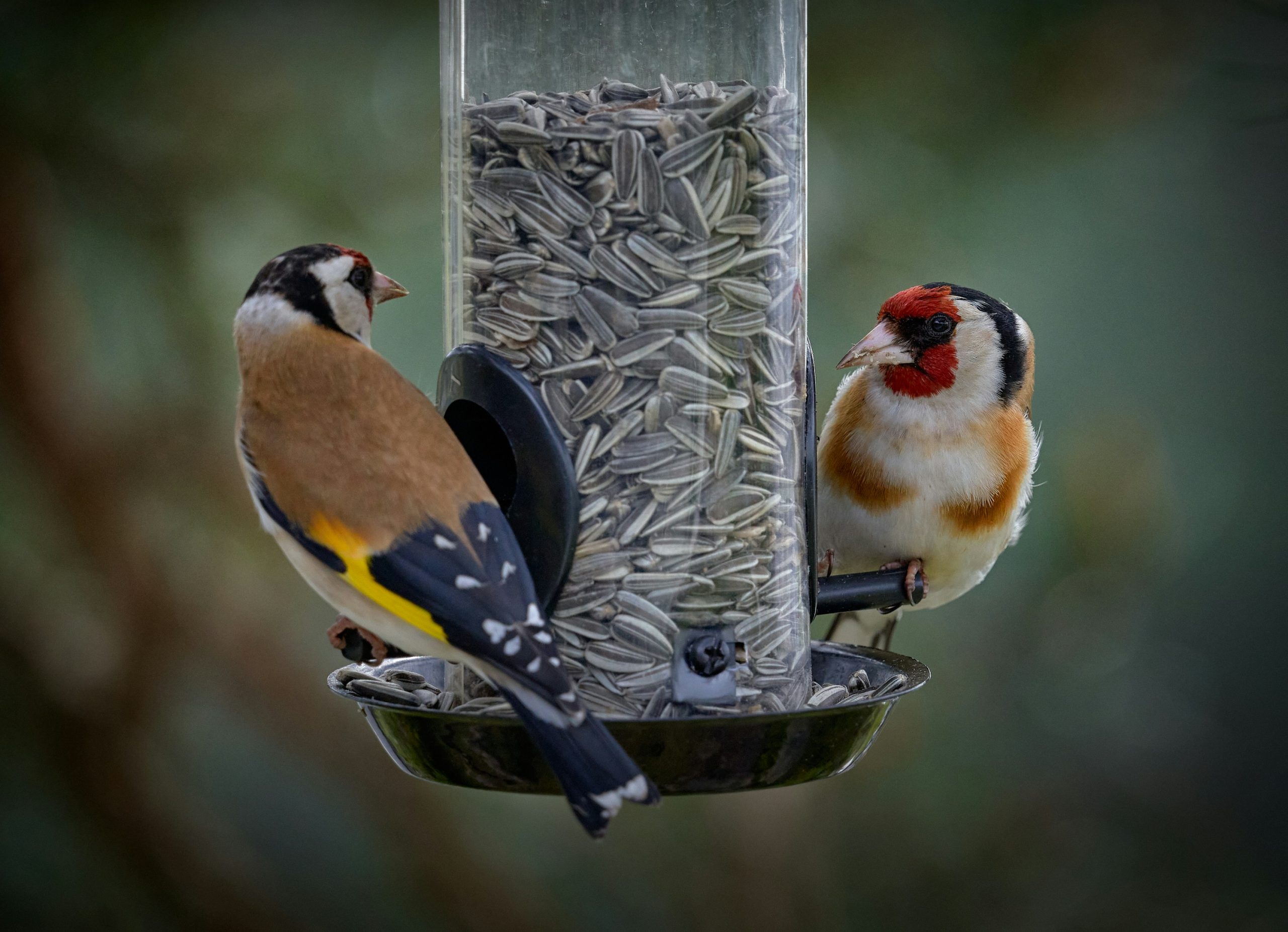 bird feeder